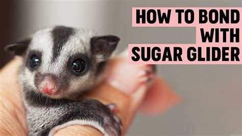 How to Bond with a Sugar Glider | Sugar Glider Behavior - YouTube