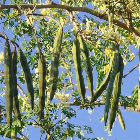 Moringa oleifera, Drumstick tree, Sahjan Tree- Plant – Wild Roots