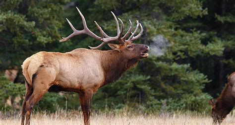 Wildlife of Jasper National Park: 5 Key Species to Spot