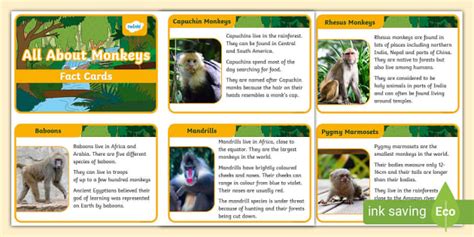 Monkey Information Cards - Fact Cards - KS1 (Teacher-Made)