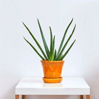 The best desk plants – 8 plants for your home office | Livingetc