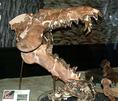 Archaeotherium caninus Fossil - Prehistoric Animal