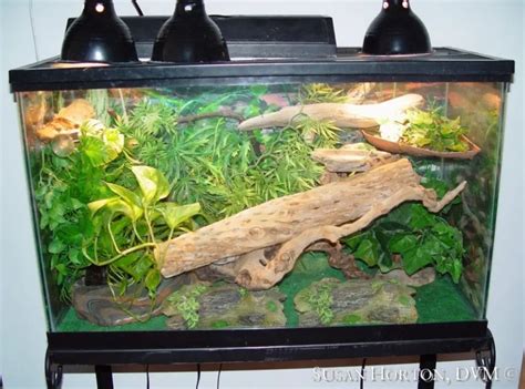 Take Care of Your Anole Lizard Like An Expert | Reptiles' Cove