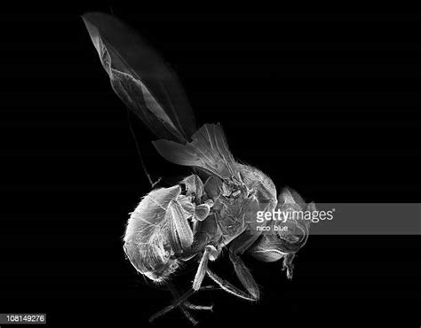 450 Drosophila Melanogaster Stock Photos, High-Res Pictures, and Images - Getty Images