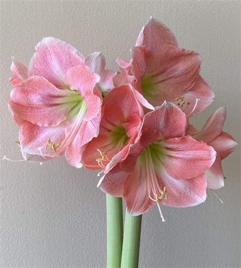 Amaryllis Rosalie | John Scheepers Beauty from Bulbs