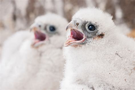 Peregrine Falcon Animal Kingdom