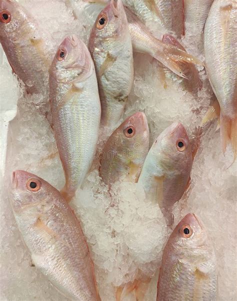 Red Sea Bream Fish In The Ice Stock Image - Image of health, fresh ...