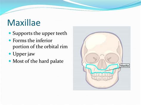 PPT - Bones, bones, and more bones PowerPoint Presentation, free download - ID:2109815