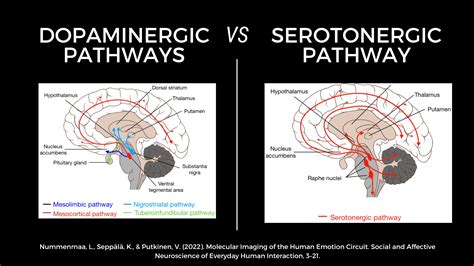 Dopamine vs serotonin