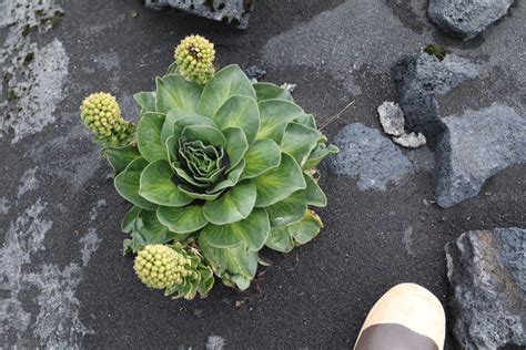 a person standing next to a plant with green leaves on it's head and feet