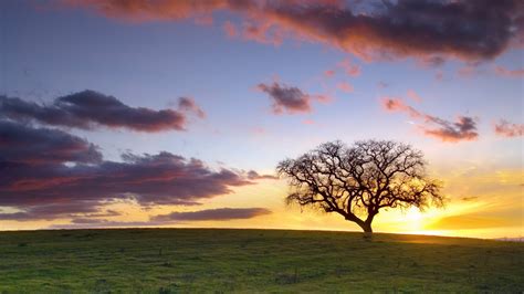 Sunset Tree Shadow Silhouette Field HD wallpaper | nature and landscape ...