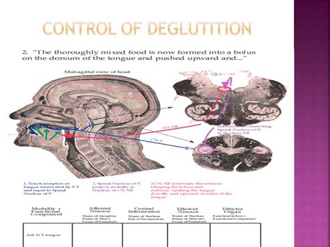 PPT - Deglutition (Swallowing) PowerPoint Presentation, free download ...