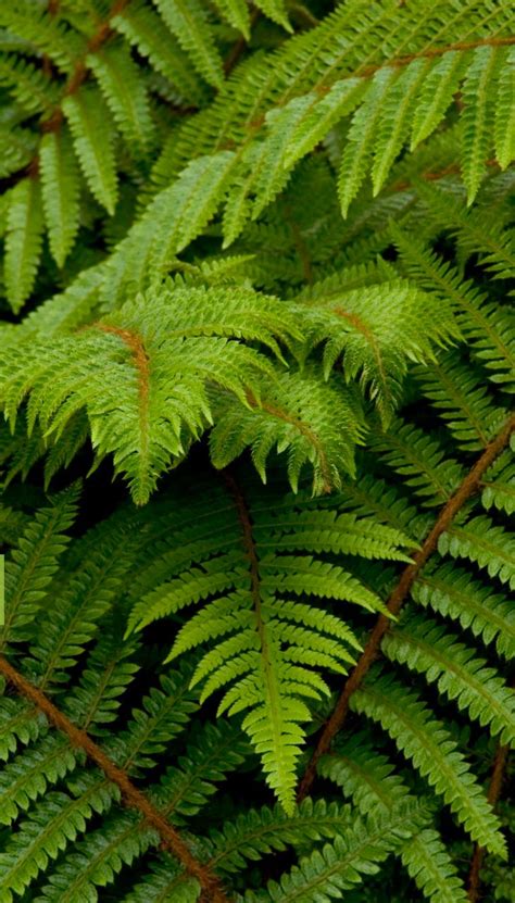 21 Best Ferns for Your Garden | Shade garden plants, Shade plants, Shade garden