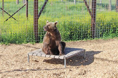 Rescued From a Strip Mall Tourist Attraction, 17 Bears Find a New Life ...