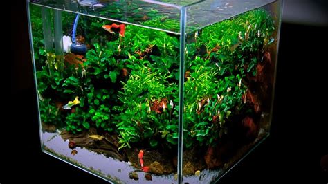 Small Planted Tank | Guppy Fish | Update - YouTube