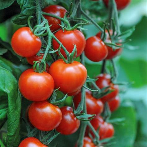 Tomato F1 Hybrid Magic (CG-24) Seeds - pack of 10 seeds