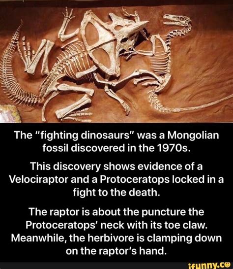 Fightingdinosaurs memes. Best Collection of funny Fightingdinosaurs pictures on iFunny