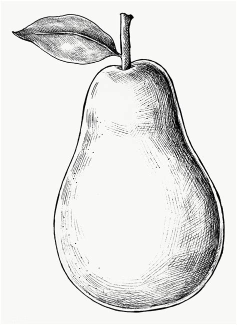 Hand drawn fresh pear fruit transparent png | free image by rawpixel.com | Fruit sketch, How to ...