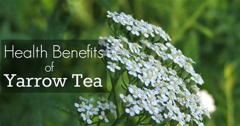 Yarrow Tea Benefits ~ Healthy Tea 101