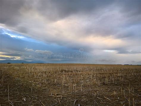 Field after the Harvest with Dark Sunset Sky. Stock Image - Image of ...