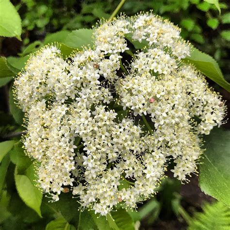 Plant FAQs: Viburnum Lentago - Nannyberry Viburnum