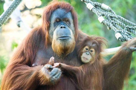 The Tapanuli Orangutan’s Extinction Is Imminent, and Inevitable – The ...