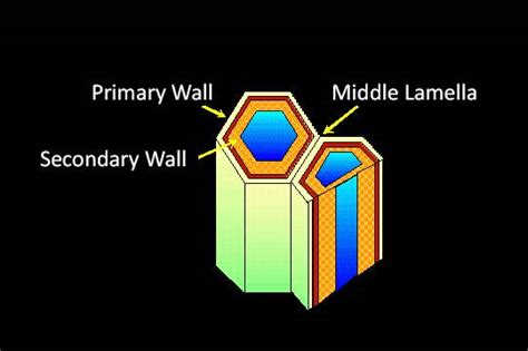 Cell Types, Cell Walls