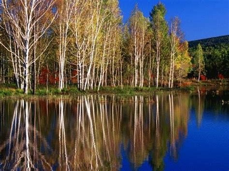 8D Yichun Primitive Forest + Northeast China Border + Russia Blagoveshchensk from Chan Brothers ...