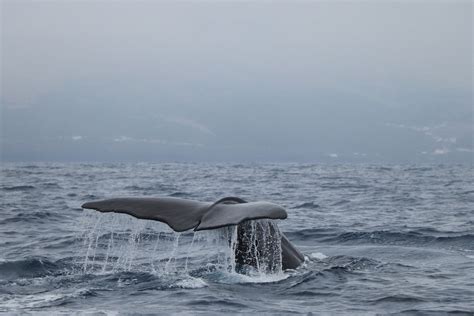 Whale Watching Azores | Naturalist.pt