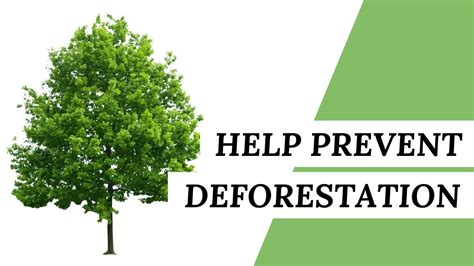 10 Simple Ways To Help Prevent Deforestation | Eco-Friendly Lifestyle - YouTube