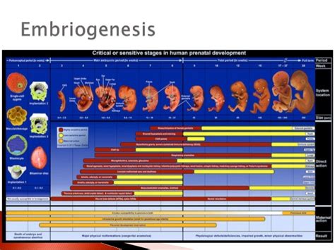 Teratogen Drugs