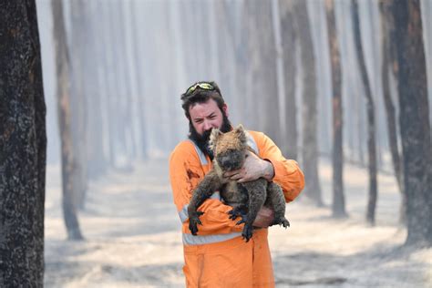 Feuer in Australien: WWF spricht von 1,25 Milliarden toten Tieren