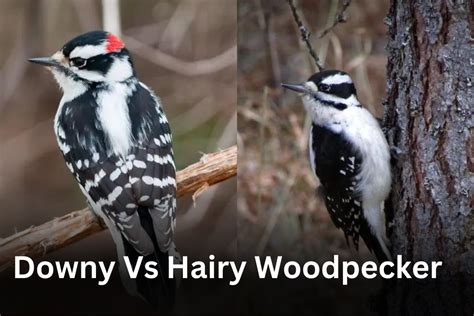 Downy Woodpecker Vs Hairy Woodpecker: Detailed Analysis