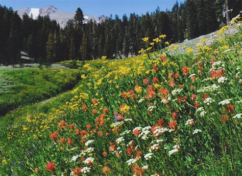 Plants - Rocky Mountain National Park (U.S. National Park Service)