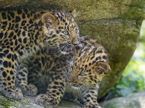 Two leopard cubs together | The two Amur leopard cubs togeth… | Flickr