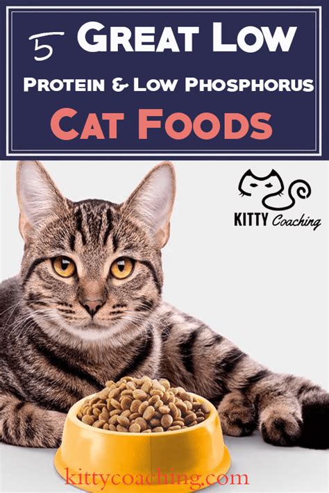 Low Protein Diet For Cats | TOP 200 DIET