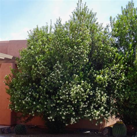 Arizona Rosewood: A Unique and Attractive Tree for Your Property