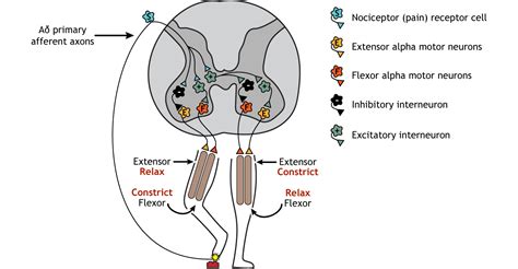 Spinal Control of Movement – Foundations of Neuroscience