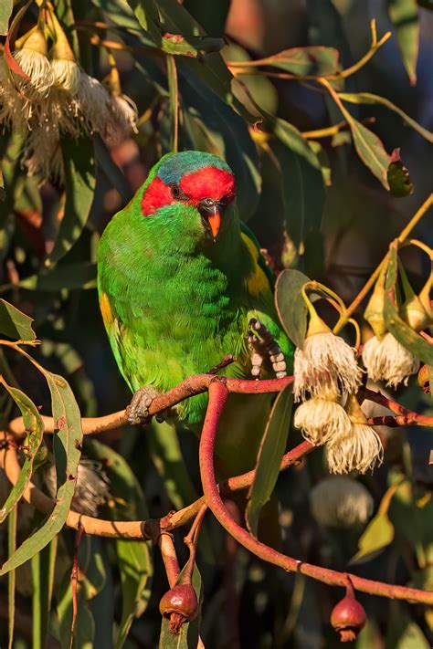 Bird – Musk Lorikeet – Barwon Bluff