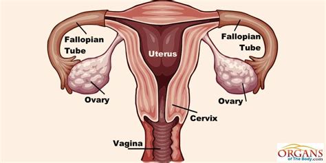 What Are Ovaries? Facts, Structure and Location in Human Body