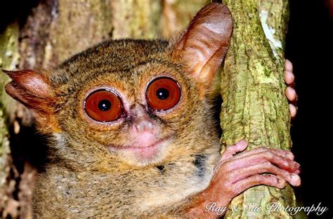 33 best images about TIMID TARSIERS on Pinterest | The philippines ...