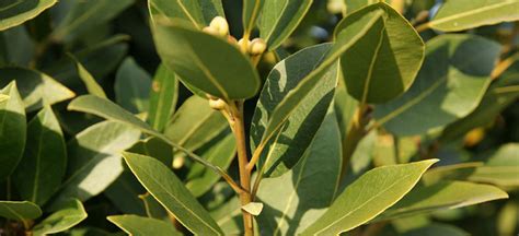 Bay Laurel Essential Oil (Laurel Leaf): Benefits, Uses & Insights