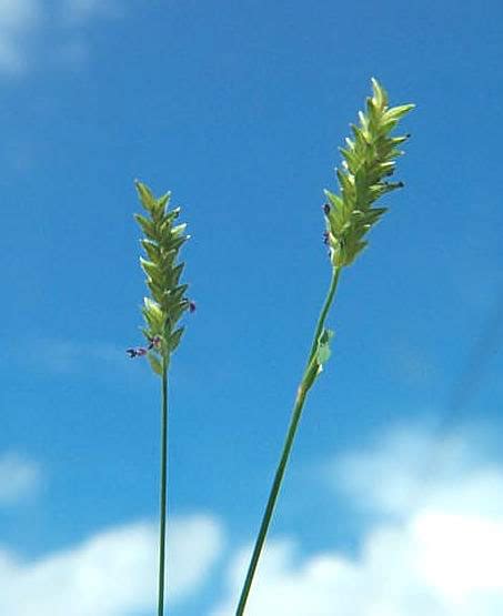 Sweet Vernalgrass