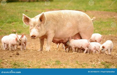 Sow with feeding piglets stock image. Image of family - 34745619