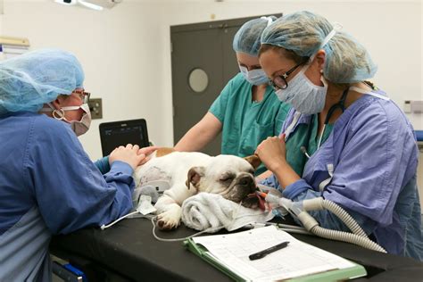 Best Large Animal Vet Schools – CollegeLearners.com