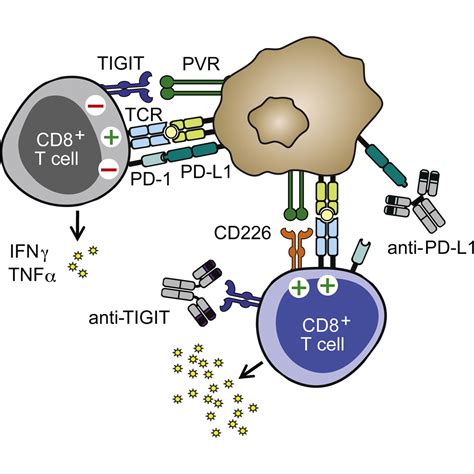 The Immunoreceptor TIGIT Regulates Antitumor and Antiviral CD8+ T Cell ...