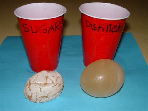 Osmosis Egg Lab Results