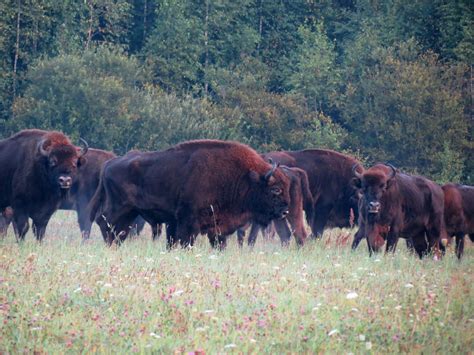 Herd Of Wild European Bisons (Bison bonasus) In Their Only Natural Habitat In The Bialowieza ...