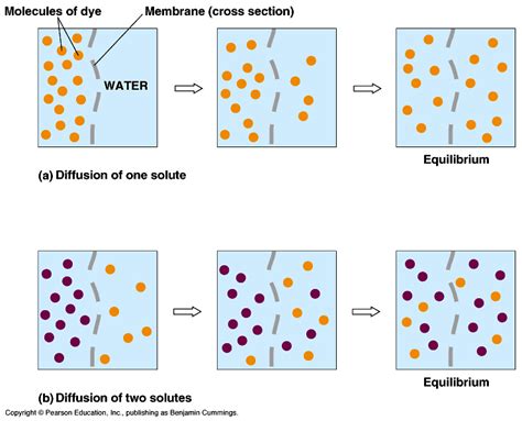 Diffusion and Osmosis :: lcbiology