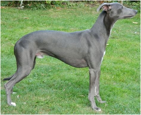 Whippet - Puppies, Pictures, Facts, Rescue, Temperament, Breeders | Animals Breeds